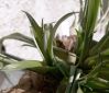 T._flabellata_04.jpg