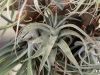 T._purpurea_01.jpg
