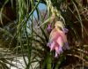 T.stricta_04.jpg