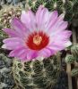 Thelocactus_bicolor(SB278)_01_.jpg